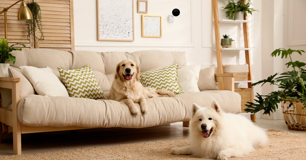 Câmera para vigiar pet: monitore cães e gatos em tempo real